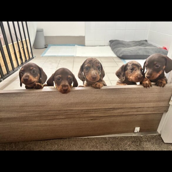 Dachshund (Standard &amp; Miniature) - Both