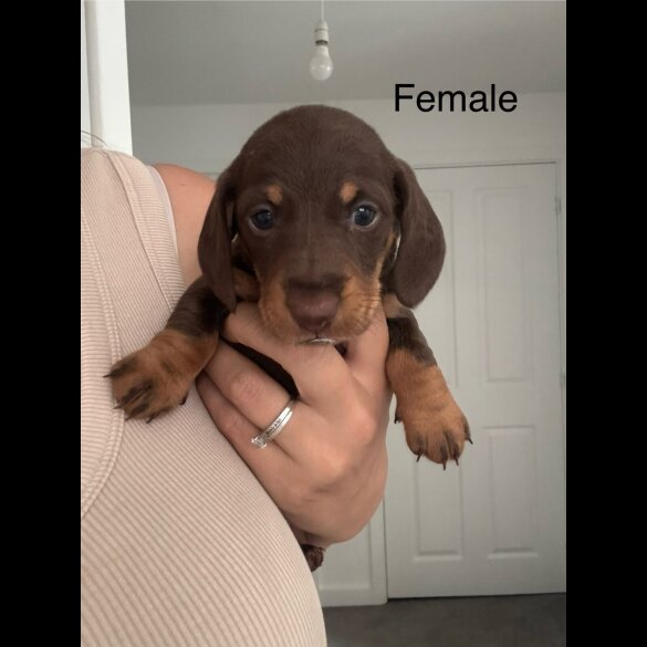 Dachshund (Standard &amp; Miniature) - Both