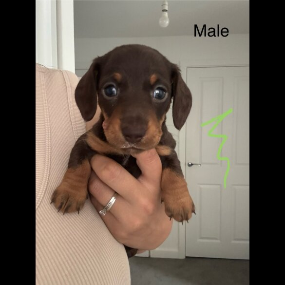 Dachshund (Standard &amp; Miniature) - Both
