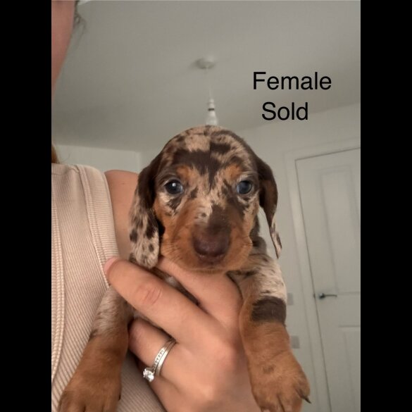 Dachshund (Standard &amp; Miniature) - Both
