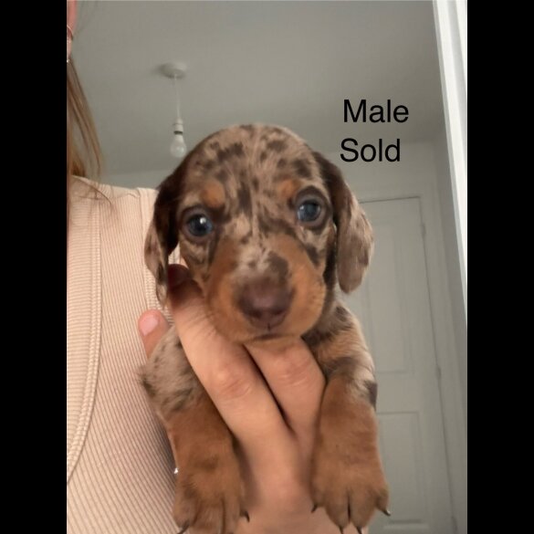 Dachshund (Standard &amp; Miniature) - Both