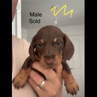 Dachshund (Standard &amp; Miniature) - Both