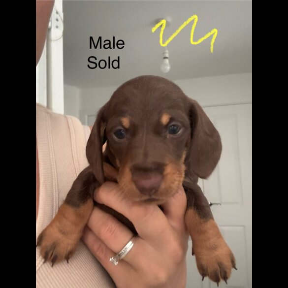 Dachshund (Standard &amp; Miniature) - Both