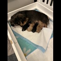 Dachshund (Standard &amp; Miniature) - Both