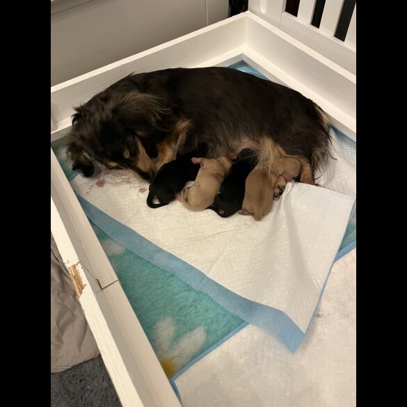 Dachshund (Standard &amp; Miniature) - Both