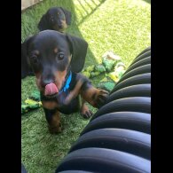 Dachshund (Standard &amp; Miniature) - Both