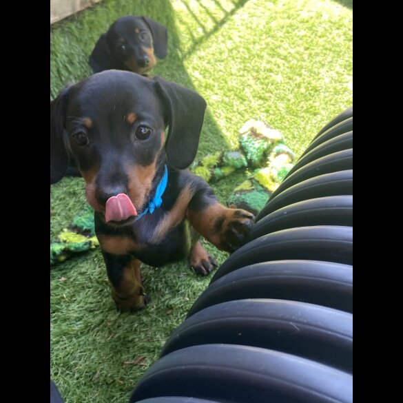 Dachshund (Standard &amp; Miniature) - Both
