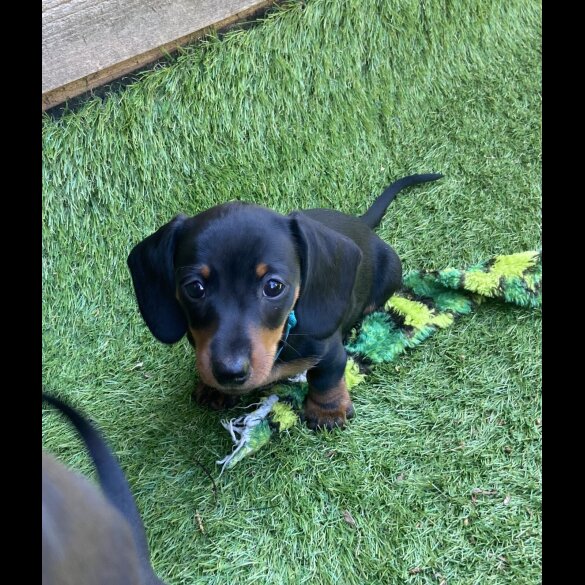 Dachshund (Standard &amp; Miniature) - Both