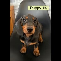 Dachshund (Standard &amp; Miniature) - Dogs