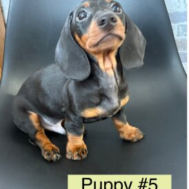 Dachshund (Standard &amp; Miniature) - Dogs