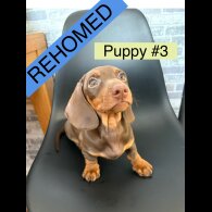Dachshund (Standard &amp; Miniature) - Dogs