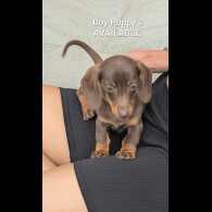 Dachshund (Standard &amp; Miniature) - Both