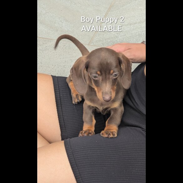 Dachshund (Standard &amp; Miniature) - Both