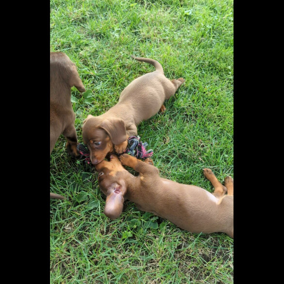 Dachshund (Standard &amp; Miniature) - Both