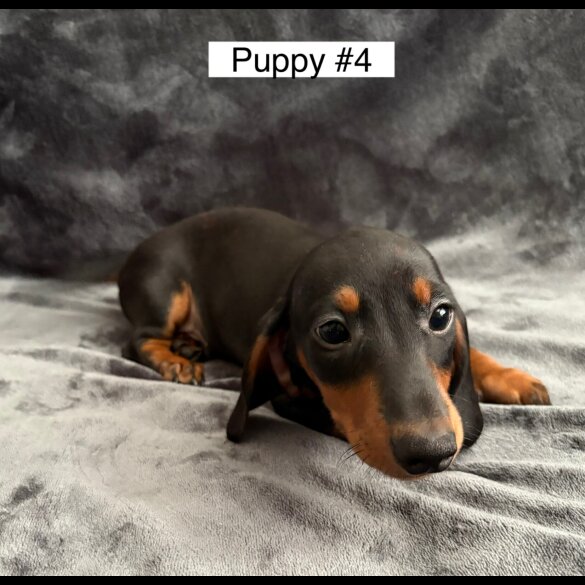 Dachshund (Standard &amp; Miniature) - Dogs