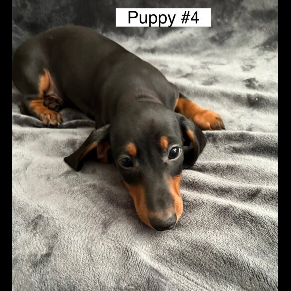 Dachshund (Standard &amp; Miniature) - Dogs