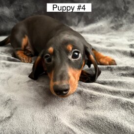 Dachshund (Standard &amp; Miniature) - Dogs