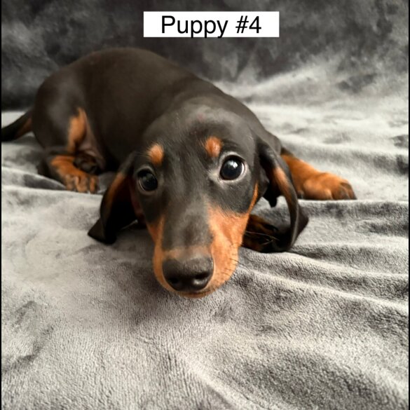 Dachshund (Standard &amp; Miniature) - Dogs