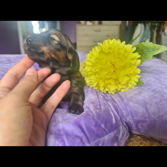 Dachshund (Standard &amp; Miniature) - Both