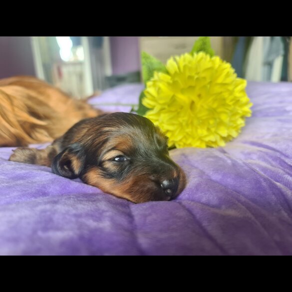 Dachshund (Standard &amp; Miniature) - Both