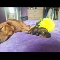 Dachshund (Standard &amp; Miniature) - Both