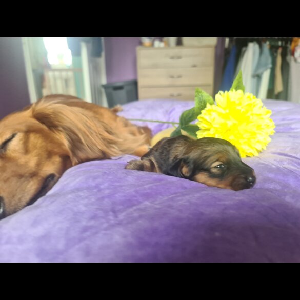Dachshund (Standard &amp; Miniature) - Both
