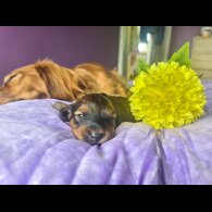 Dachshund (Standard &amp; Miniature) - Both