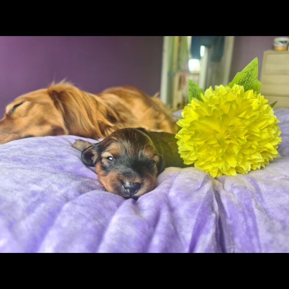 Dachshund (Standard &amp; Miniature) - Both