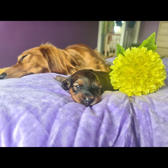 Dachshund (Standard &amp; Miniature) - Both