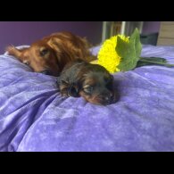 Dachshund (Standard &amp; Miniature) - Both