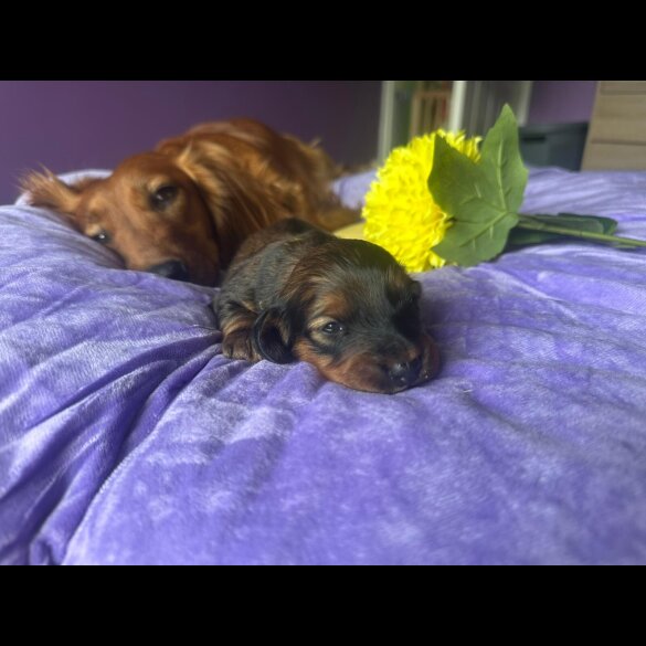 Dachshund (Standard &amp; Miniature) - Both