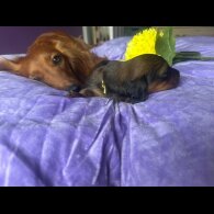 Dachshund (Standard &amp; Miniature) - Both