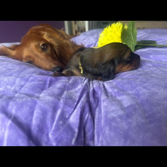 Dachshund (Standard &amp; Miniature) - Both