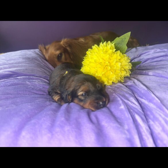 Dachshund (Standard &amp; Miniature) - Both