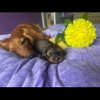 Dachshund (Standard &amp; Miniature) - Both