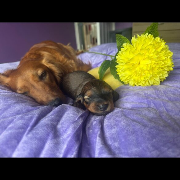 Dachshund (Standard &amp; Miniature) - Both