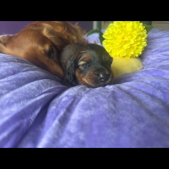 Dachshund (Standard &amp; Miniature) - Both