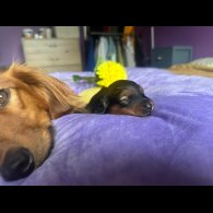 Dachshund (Standard &amp; Miniature) - Both
