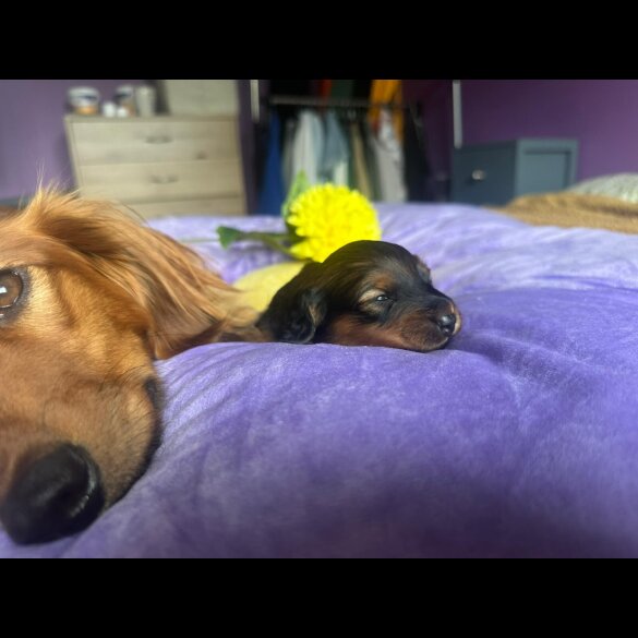 Dachshund (Standard &amp; Miniature) - Both