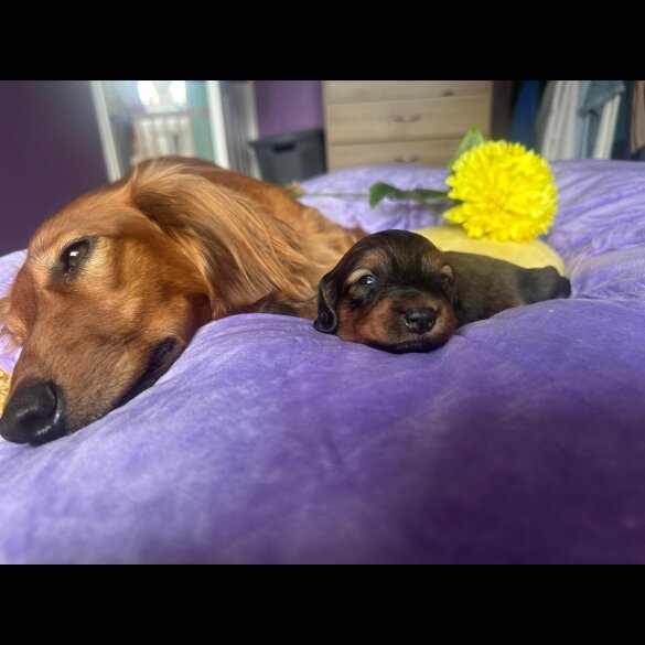 Dachshund (Standard &amp; Miniature) - Both