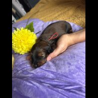 Dachshund (Standard &amp; Miniature) - Both