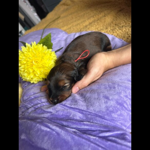 Dachshund (Standard &amp; Miniature) - Both