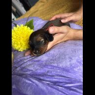 Dachshund (Standard &amp; Miniature) - Both