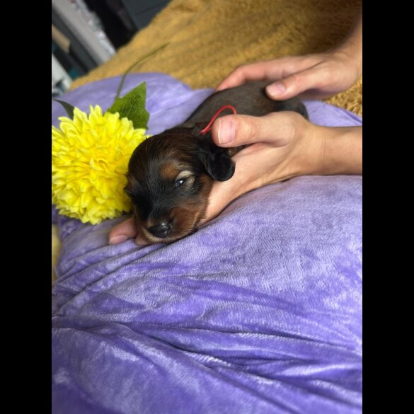Dachshund (Standard &amp; Miniature) - Both