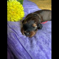 Dachshund (Standard &amp; Miniature) - Both