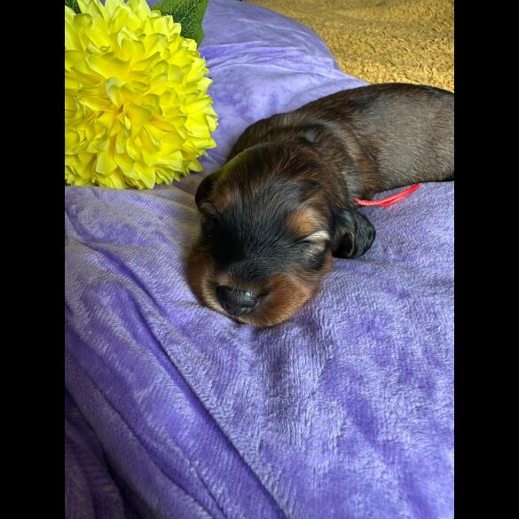 Dachshund (Standard &amp; Miniature) - Both