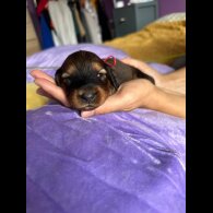 Dachshund (Standard &amp; Miniature) - Both