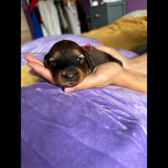 Dachshund (Standard &amp; Miniature) - Both