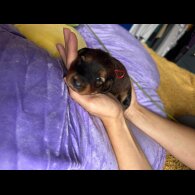 Dachshund (Standard &amp; Miniature) - Both