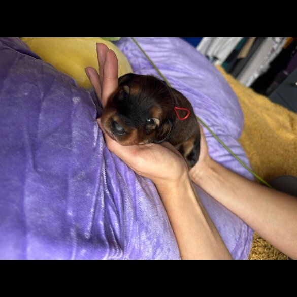 Dachshund (Standard &amp; Miniature) - Both
